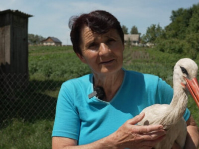 Олена Ковальчук виходила сімох лелек, які випали з гнізда. ВІДЕО