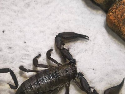 На пляжі Дніпра виявили скельного скорпіона: чи безпечний він для людей