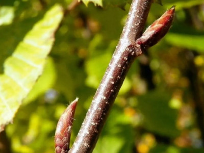 Конфісковану гілку граба продали на аукціоні за шалені гроші: за лот змагалися десятки учасників