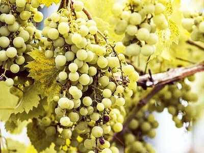 Мілкий виноград на кущі? Ось що з ним не так і як допомогти