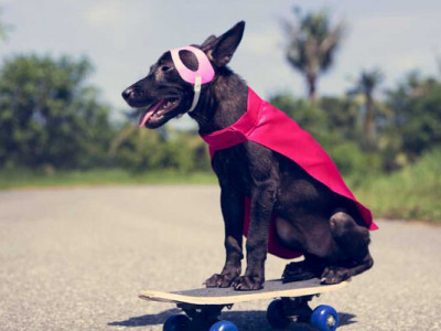 Pets Cosplay: в Одесі проведуть конкурс собачого дефіле