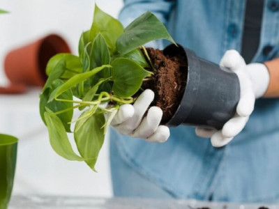 Посади — і здивуйся: нові рослини, які виростуть навіть у новачка