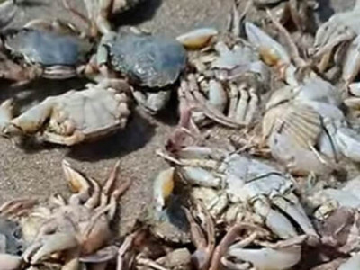 Берег у крабах: на Одещині хвилі винесли на сушу морських мешканців (фото)