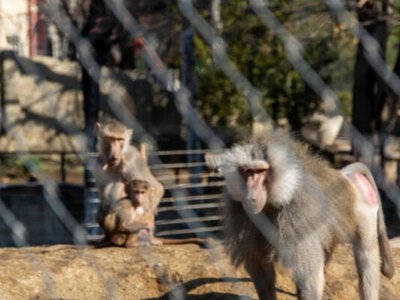 Німецький зоопарк зіткнувся з критикою після вбивства 12 здорових бабуїнів