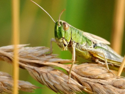 Що їсть сарана: які культури можуть бути знищені насамперед