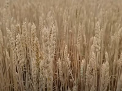 Через затяжні дощі трейдери знижують ціни на пшеницю: зростає частка некондиційного зерна