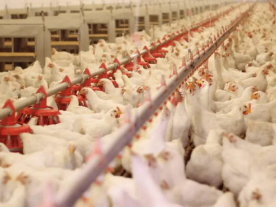 Україна тимчасово заборонила імпорт продукції птахівництва зі США