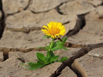 Спека на Закарпатті: ліси горять, річки міліють, а врожай гине