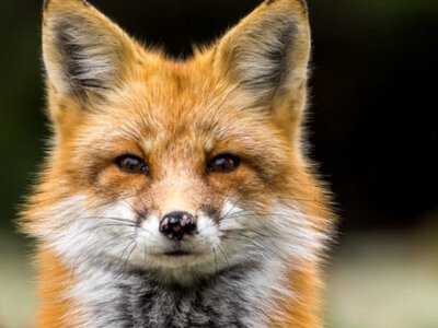 Ведмеді, лисиці, дикі кабани - хто ще з'являється перед камерами прикордонників?