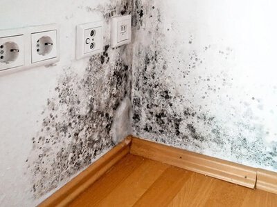 Що робити, якщо в будинку з’явилася цвіль: прості способи боротьби