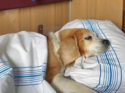 Укрзалізниця затвердила нові правила перевезення тварин у поїздах: що змінилося?