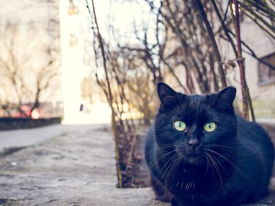 Зустрів кота чи почув дзвони? Дивись, що це означає для твого зодіаку