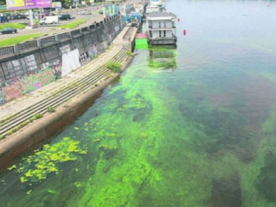 Цвітіння Дніпра: чому купання в зеленій воді небезпечне