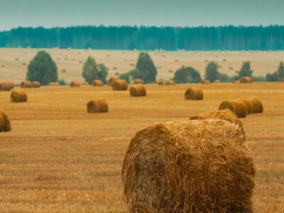 24 серпня: церковне свято сьогодні та народні прикмети