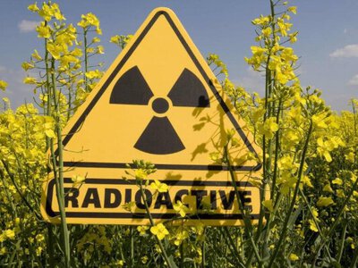 Небезпека на полях: фермери вирощували врожай на радіоактивних землях