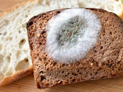 Що буде, якщо їсти продукти з пліснявою навіть після очищення: генетик відповів