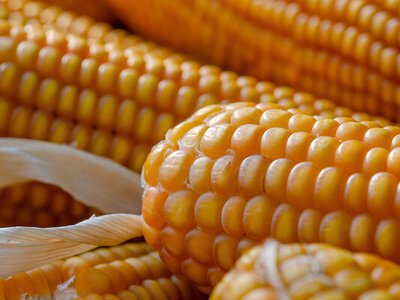 Українська кукурудза дорожчає через високий попит у ЄС