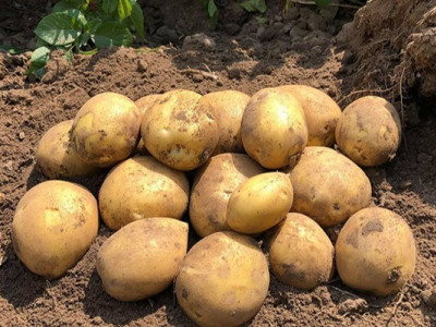 Врожаї зібрали: чи є попит і за яку ціну купують картоплю