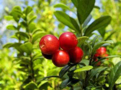 Брусниця — осінній скарб Карпат: корисні властивості та дивовижні факти