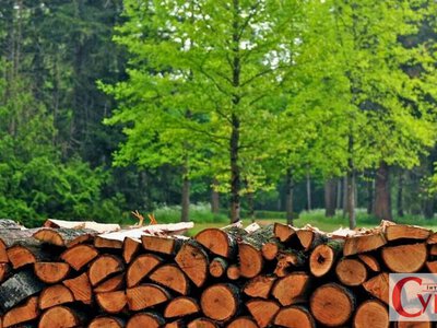 Житомирщина лідирує в лісовій галузі: тут найбільше бізнесів у сфері лісового господарства
