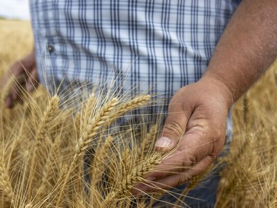 Посуха в ключових країнах-виробниках може підштовхнути ціни на пшеницю вгору