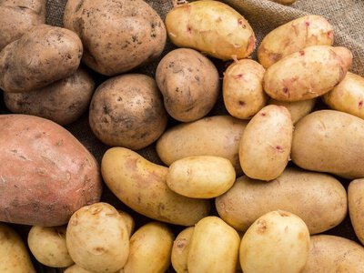 Чи будемо з картоплею цьогоріч? Шокуючий прогноз