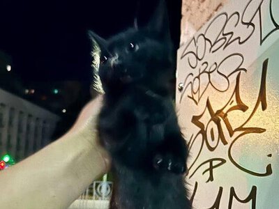 У Києві кошеня застрягло у світлофорі