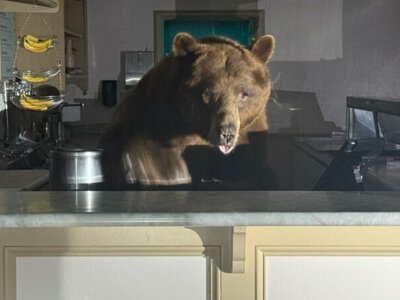 Ведмідь у США вдерся до магазину морозива та з'їв увесь медовий смак