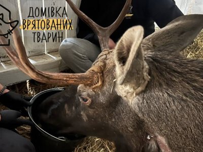 Зоозахисники розповіли, який стан у лося, котрого врятували в лісі на Рівненщині