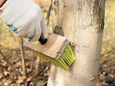 Як підготувати штамб дерева до зимівлі: покрокова інструкція