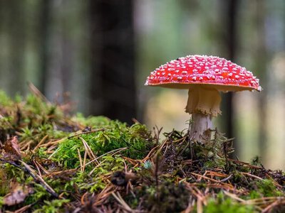 Жовтень ще потішить теплом: коли в Україні очікується бабине літо?