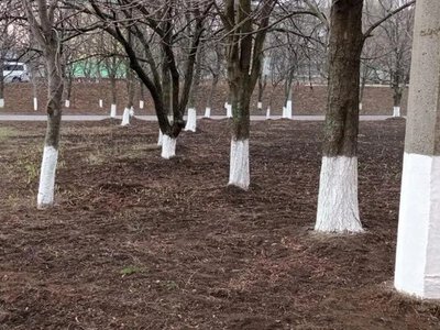 Чи варто білити дерева восени
