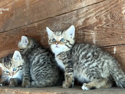 На Одещині врятували кошенят лісового кота