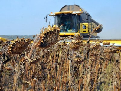 Тримати чи продавати? Соняшникова паніка вже змінює правила гри