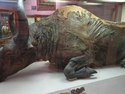 Вчені скуштували м’ясо бізона, якому 50 тисяч років