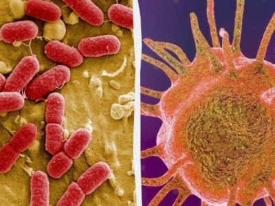 Бактерії навчилися знищувати антибіотики: вчені дізналися, як це відбувається