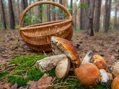 Як проходить грибний сезон в Україні (Відео)