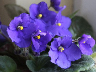 Зараз фіалка лише на це й чекає: 1 склянка на 10 л – і любуюся гарними, пишними квітами