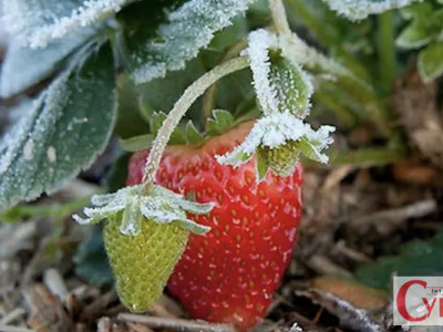 Як підгодувати полуницю восени, щоб наступного року зібрати рекордний урожай