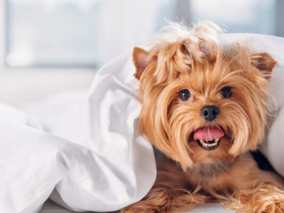 7 порід собак, які не дадуть вам спокою: найбільш енергійні бешкетники