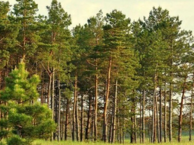 Заповідні гектари повернулися додому: хто стоїть за перемогою