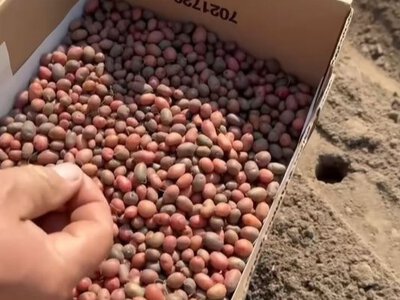 Картопля нового покоління: мінібульби шокують аграріїв і гурманів!