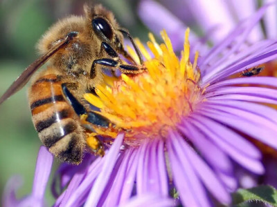 Тепер офіційно: дикі бджоли в Європі під загрозою зникнення