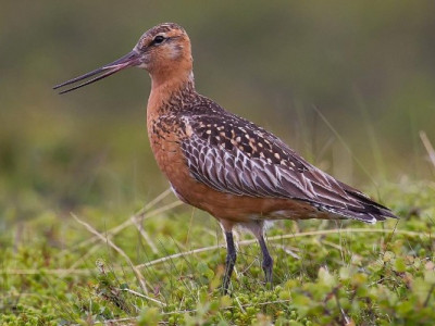 Птахи одного з видів з'їдають свої внутрішні органи: для чого вони це роблять