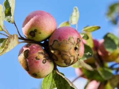 Що потрібно зробити восени, щоб перемогти паршу на яблунях: поради садівникам