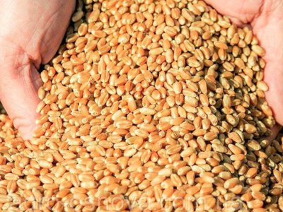 Пшениці вдосталь: аграрії прогнозують стабільність на внутрішньому ринку