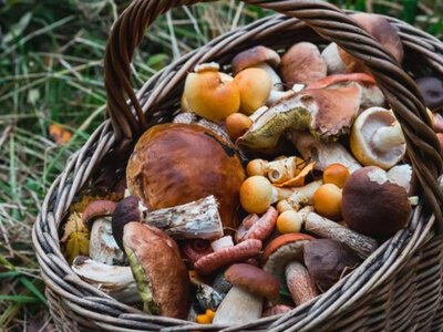 На Львівщині дитина отруїлась грибами