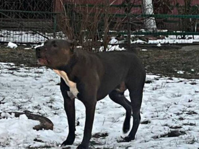 Зоозахисники звинувачують родину з Хмельниччини у вбивстві собак