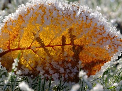 На Україну йдуть заморозки: оголошено жовтий рівень небезпечності