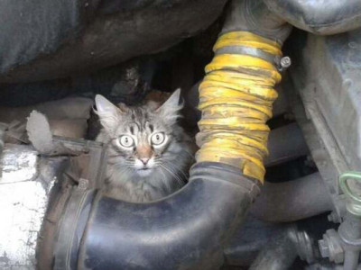 Навіщо восени треба стукати по капоту перед запуском авто